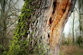 Close-up of a tree trunk with moss and exposed bark in the forest, Bodman, Lake Constance,
