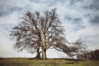 Large copper beech in a field under a cloudy sky, autumn atmosphere, Fagus sylvatica, Hauenstein,