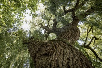 View through the dense leaves of a large weeping willow in bright sunshine, Salix babylonica,