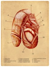 Medical anatomical image of a penis (illustration)