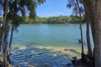 View through trees to calm water, peaceful scenery, Haulover Canal, Merritt Island National
