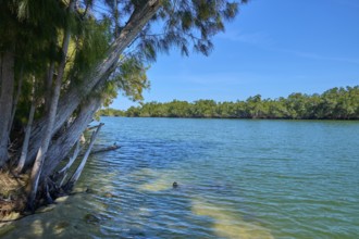 Clear river with trees standing on the bank and a swimmer in the water, Haulover Canal, Merritt