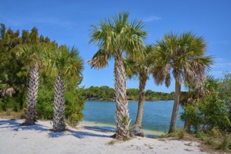 Palm trees on the beach with a view of blue water under a clear sky, Haulover Canal, Merritt Island