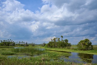 Vast lake landscape with palm trees and reeds under a blue sky, Orlando Wetlands, Christmas,