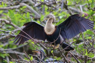 Bird on a branch with blurred green backdrop, Darter (Anhinga anhinga), spring, Wakodahatchee