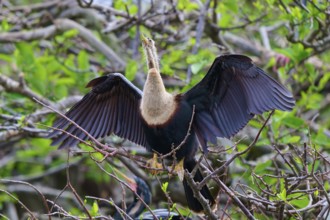 Bird with outstretched wings on a branch surrounded by greenery, Darter (Anhinga anhinga), spring,