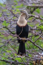 Bird spreading wings on a branch in a green environment, Darter (Anhinga anhinga), spring,
