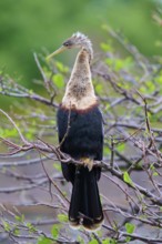 Bird sitting on a branch with brown and green background, Darter (Anhinga anhinga), spring,