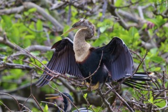 Bird on a branch with blurred green backdrop, Darter (Anhinga anhinga), spring, Wakodahatchee