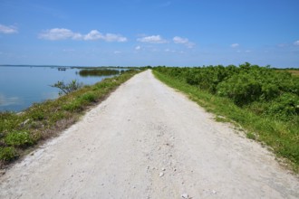 Gravel road along a lake with cloudy sky and green vegetation, Lake Apopka North Shore, Orlando,