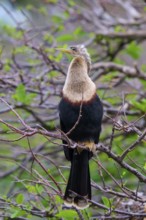 Bird sitting on a branch in a green environment, Darter (Anhinga anhinga), spring, Wakodahatchee