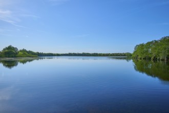 A tranquil lake surrounded by cypress forest under a clear sky, Orlando Wetlands, Christmas,