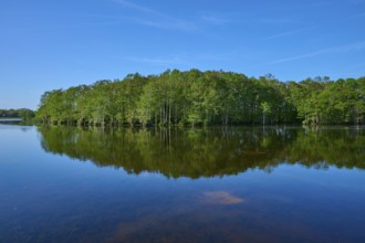 A tranquil lake with cypress trees reflected in the water, Orlando Wetlands, Christmas, Florida,