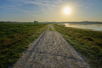 A gravel path with snake tracks leads through a landscape at sunrise, Orlando Wetlands, Christmas,