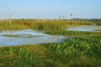 A green marshland with various plants and water, Orlando Wetlands, Christmas, Florida, USA