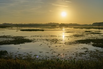 Waterscape at sunrise with golden colours, Orlando Wetlands, Christmas, Florida, USA