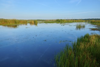View over a lake with reeds and clear blue sky, Orlando Wetlands, Christmas, Florida, USA