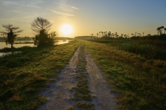 A gravel path leads through a landscape at sunrise, Orlando Wetlands, Christmas, Florida, USA