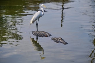 A heron on an alligator in the pond is reflected in the calm water surrounded by natural