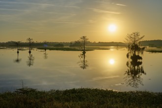 A calm lake at sunrise with trees reflected in the water, Orlando Wetlands, Christmas, Florida, USA