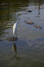 A heron stands on an alligator surrounded by other alligators and is reflected in the water, Great