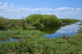 River with green vegetation and trees, blue sky with scattered clouds, Lake Apopka North Shore,