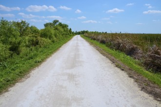 Long gravel road in a rural setting with trees and grass under a blue sky, Lake Apopka North Shore,