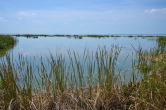 Tall reeds growing on calm water, blue sky and natural surroundings, Lake Apopka North Shore,