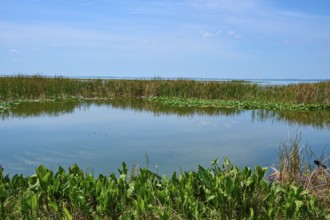 Calm water with surrounding plants and clear blue sky, natural landscape, Lake Apopka North Shore,