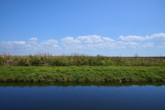 Grassy shoreline under a clear blue sky with small clouds, Lake Apopka North Shore, Orlando,