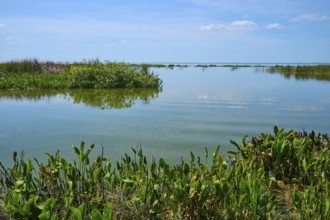 Green plants on the calm water shore, blue sky with loose clouds, peaceful atmosphere, Lake Apopka