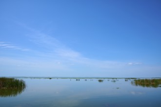Horizontal image with clear sky, calm water and scattered vegetation, Lake Apopka North Shore,