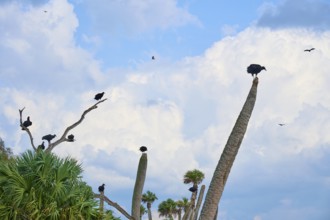 Turkey Vulture (Cathartes aura), sitting on palm trees against a background of blue sky and clouds,