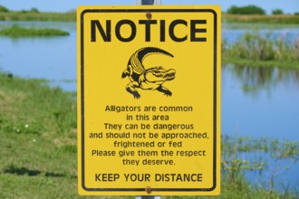 Warning sign about alligators in nature, yellow sign with text and illustration of an alligator,