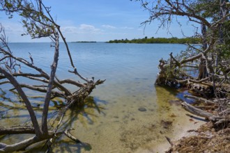 Coastal landscape with clear water and bare branches, harmonious and calm, Haulover Canal, Merritt