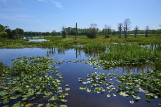 Pond landscape with plants and trees under a blue sky, Orlando Wetlands, Christmas, Florida, USA