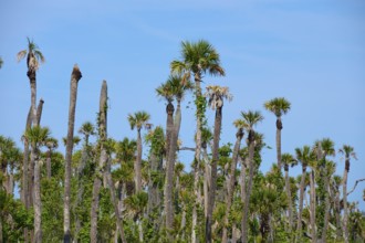 Tall palm trees against a clear blue sky in a tropical setting, Orlando Wetlands, Christmas,