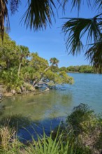 Lush trees on the banks of a clear river under a blue sky, Haulover Canal, Merritt Island National