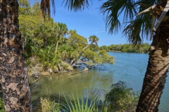 Palm trees in the foreground and clear water with lush vegetation, Haulover Canal, Merritt Island