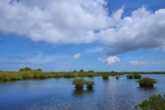 Clear water in the swamp under a blue sky with few clouds, Black Point Wildlife Drive, Titusville,