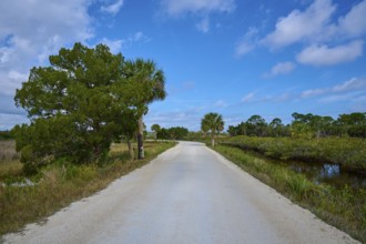 Sandy path lined with trees, under blue sky with few clouds, Black Point Wildlife Drive,