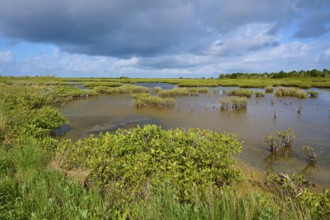 Green vegetation in the swamp under partly cloudy skies, Black Point Wildlife Drive, Titusville,