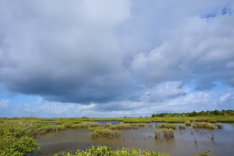Sprawling marsh under a cloudy sky, Black Point Wildlife Drive, Titusville, Florida, USA