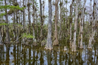 Calm water with reflection of cypress trees under grey sky in a swamp, Big Cypress National