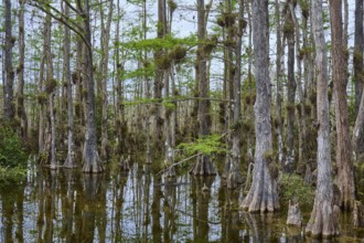 Tall, slender cypress trees in the water under a cloudy sky, surrounded by dense vegetation, Big