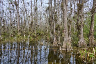 Flooded area with dense, moss-covered cypress trees in the swamp, Big Cypress National Preserve,