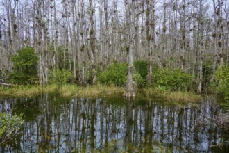 Water with reflection of bald cypress trees against an overcast sky in a marsh, Big Cypress