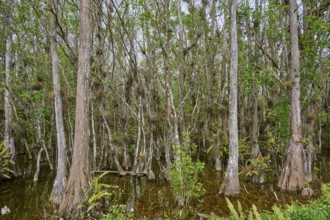 Dense forest with tall cypress trees and swampy ground, partly flooded, Big Cypress National