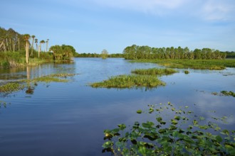 Lakescape with grassy shores and trees, calm water and blue sky, Orlando Wetlands, Christmas,