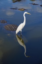 Great Egret (Egretta alba), with an American Alligator (Alligator mississippiensis), in the water